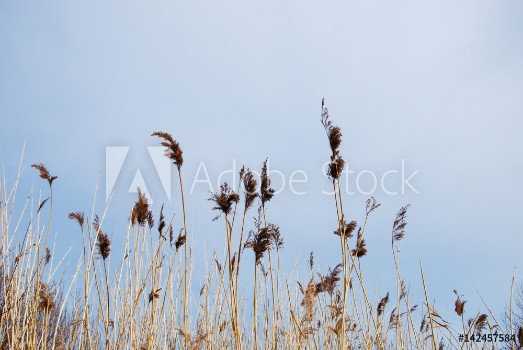 Picture of Fluffy reeds by a blue sky